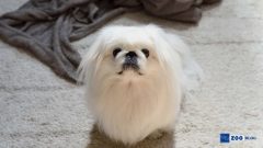 Pekinez Köpeği Karakteri ve Özellikleri