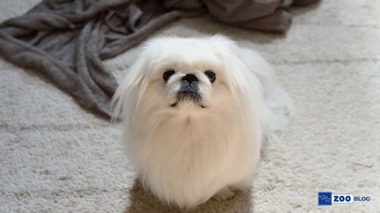 Pekinez Köpeği Karakteri ve Özellikleri