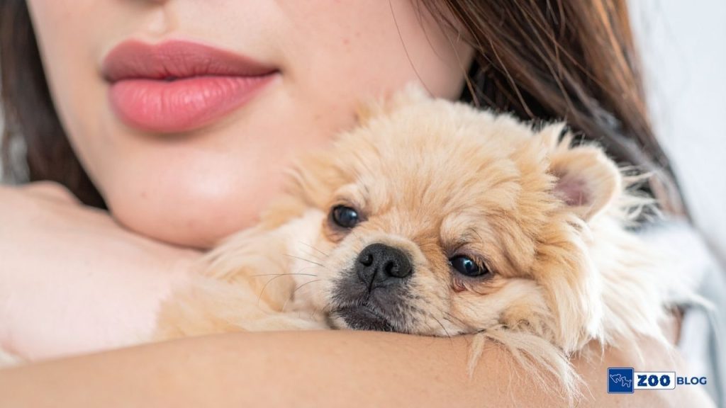 Pekinez Köpek Ne Yer?