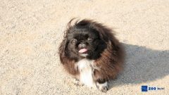 Pekinez Köpek Ne Yer?