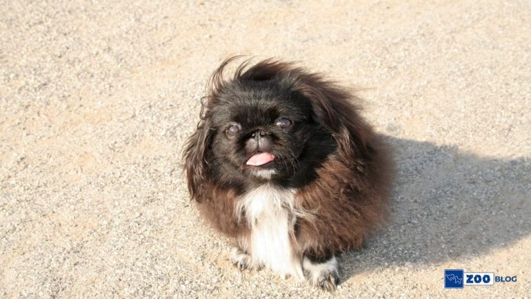 Pekinez Köpek Ne Yer?