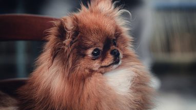 Pekinez Yavru Köpek Bakımı Nasıl Olmalı?
