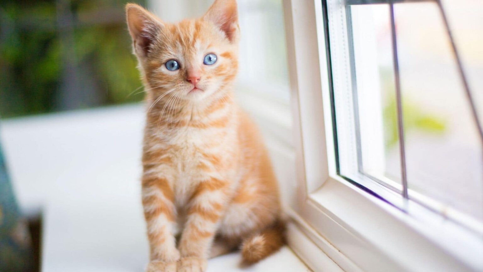 Dişi Kedi İsimleri Arasından En Sevilenleri Açıklıyoruz Kediniz İsmini