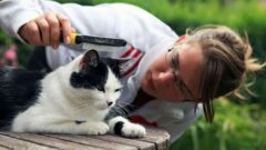 Kedi Piresi İnsana Geçen Bir Şey midir?