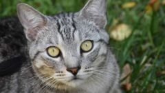 Pixie Bob Kedi Irkı Özellikleri, Bakımı ve Beslenme İhtiyacı