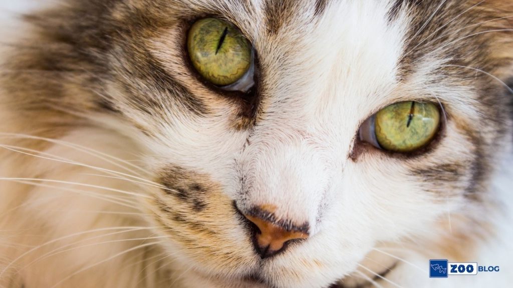 Pixie Bob Kedi Kaç Sene Yaşar