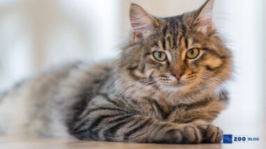 Pixie Bob Kedi Kaç Sene Yaşar?