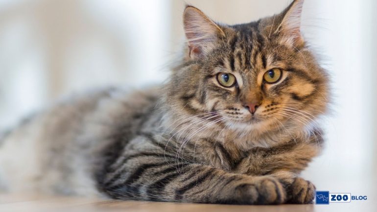 Pixie Bob Kedi Kaç Sene Yaşar?