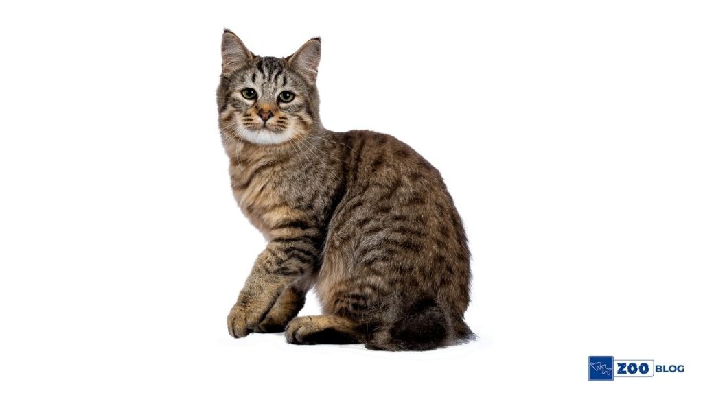 Pixie Bob Kedi Karakteri ve Özellikleri