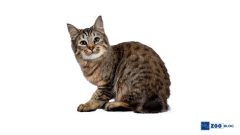 Pixie Bob Kedi Karakteri ve Özellikleri