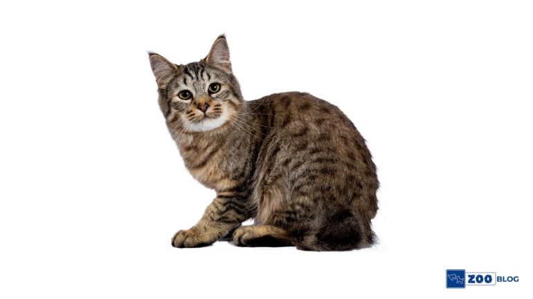 Pixie Bob Kedi Karakteri ve Özellikleri