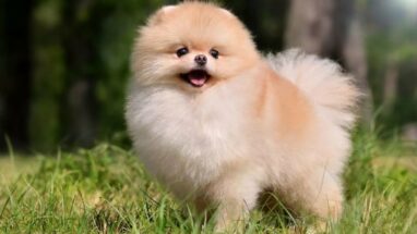 Pomarian Boo Köpek Irkı Özellikleri ve Bakımı