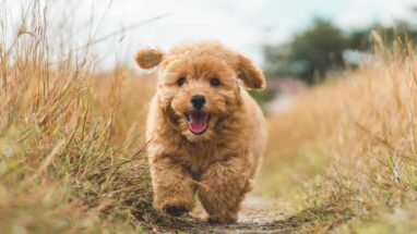Poodle (Kaniş Köpeği) Irkı, Karakteri ve Özellikleri Nelerdir?