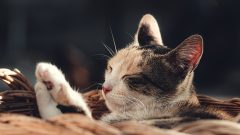 9 Maddede Popüler Kedi Irkları