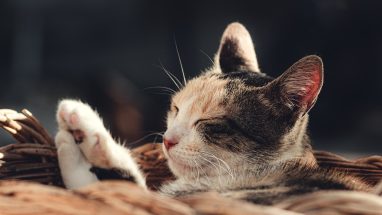 9 Maddede Popüler Kedi Irkları