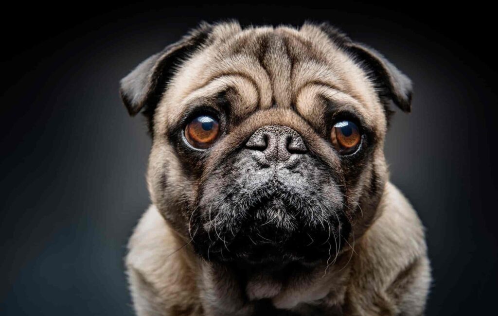 Pug Köpekler Hakkında Merak Edilenler