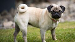 Pug Köpeği Bakımı ve Özellikleri