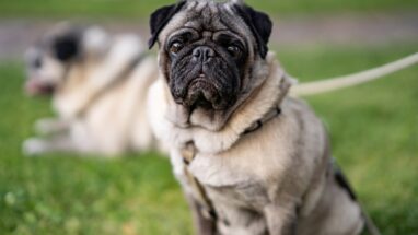 Pug Köpeği Özellikleri Nelerdir?