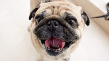Pug Köpek Irkı, Genel Özellikleri ve Karakter Yapısı