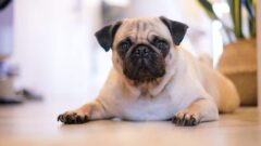 Pug Köpek Irkı Bakımı Nasıl Olmalı?