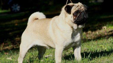 Pug Köpek Ne Yer?