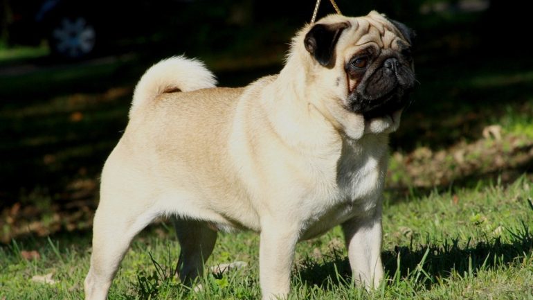 Pug Köpek Ne Yer?