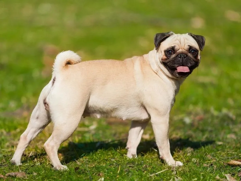 Pug Köpek Ne Yer?