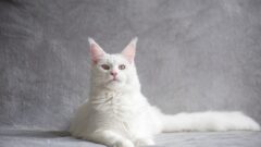 Pyometra Kedi Nedir?