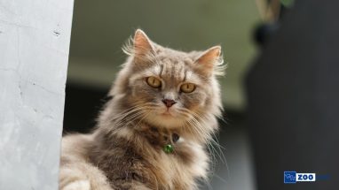 Ragamuffin Kedisi Karakteri ve Özellikleri