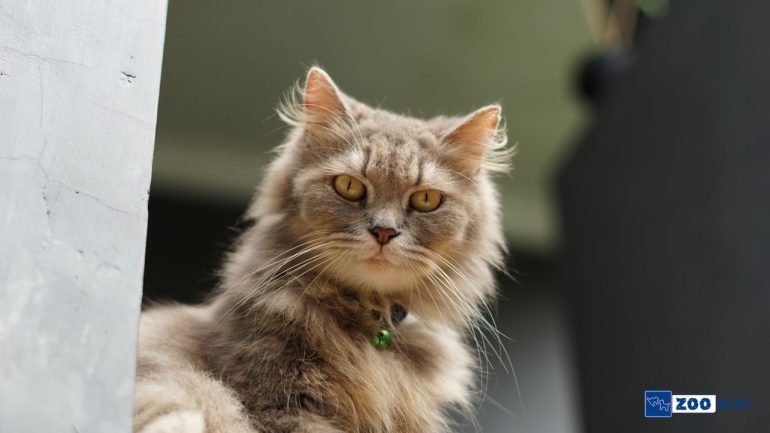 Ragamuffin Kedisi Karakteri ve Özellikleri