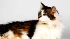 Ragamuffin Kedi Irkı Özellikleri ve Bakımı