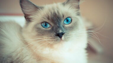 Ragdoll Kedisi Hakkında 8 Bilgi