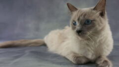 Ragdoll Kedisi ile İlgili 24 Müthiş Bilgi