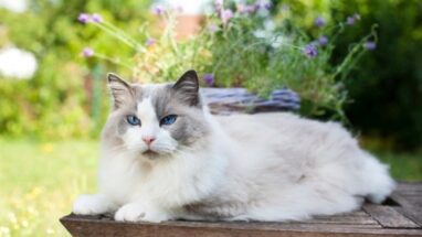 Ragdoll Kedisi Irkı Özellikleri ve Bakımı