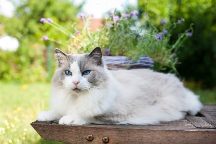 Ragdoll Kedisi Irkı Özellikleri ve Bakımı