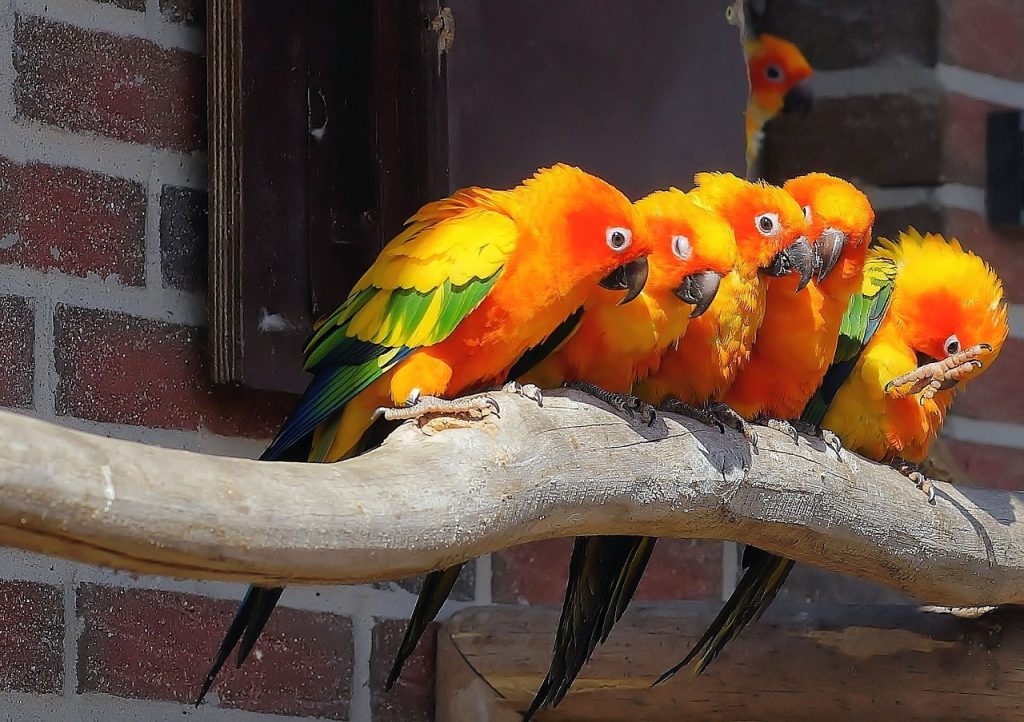 Renkli Kuş Türleri