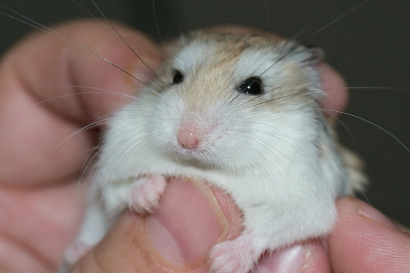 Roborovski Hamsterı Bakımı 