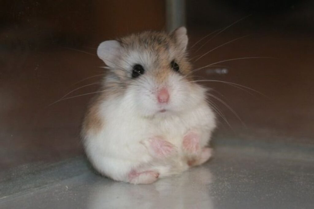 Roborovski Hamsterı Bakımı Nasıl Olmalı?