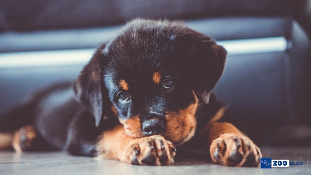 Rottweiler Köpeği Karakteri, Özellikleri, Bakımı Rottweiler Köpeği Karakteri, Özellikleri, Bakımı