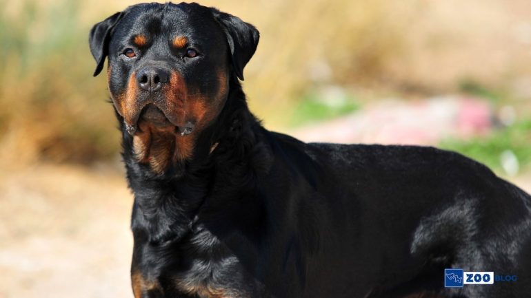 Rottweiler Köpeği Karakteri, Özellikleri, Bakımı