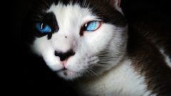 10 Maddede Rus Kedisi Cinsleri