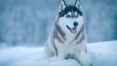 7 Maddede Rus Köpek Cinsleri