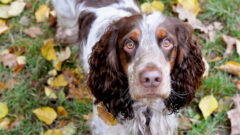 Russian Spaniel (Rus Spaniel) Köpek Irkı Özellikleri, Bakımı ve Beslenme
