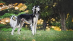 Saluki Köpek Irkı (Gazal Tazısı) Özellikleri, Bakımı ve Beslenme