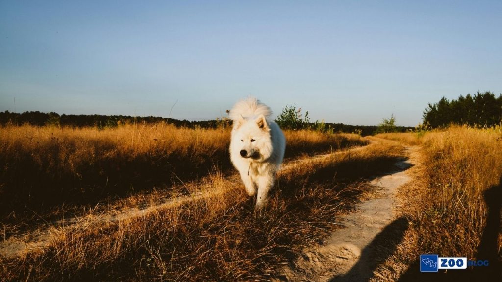 Samoyed Köpeği Karakteri ve Özellikleri Samoyed Köpeği Karakteri