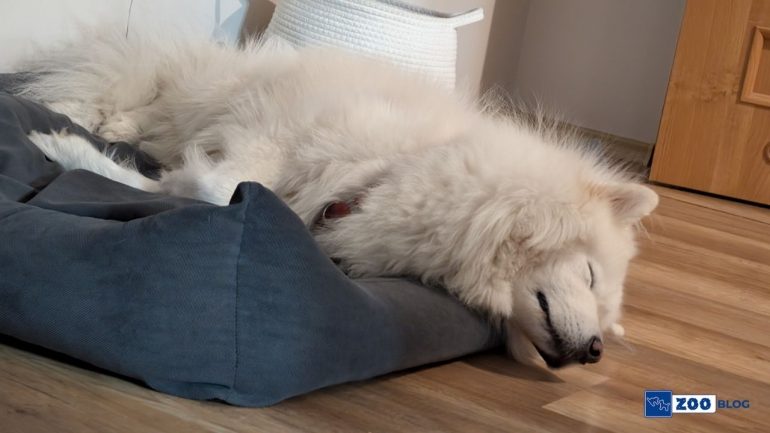 Samoyed Köpeği Karakteri ve Özellikleri
