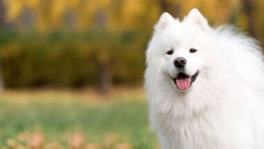 Samoyed Köpek Irkı Tüm Özellikleri, Genel Bakım ve Sağlık