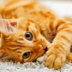 Sarman Kedi Özellikleri, Bakımı ve Beslenme