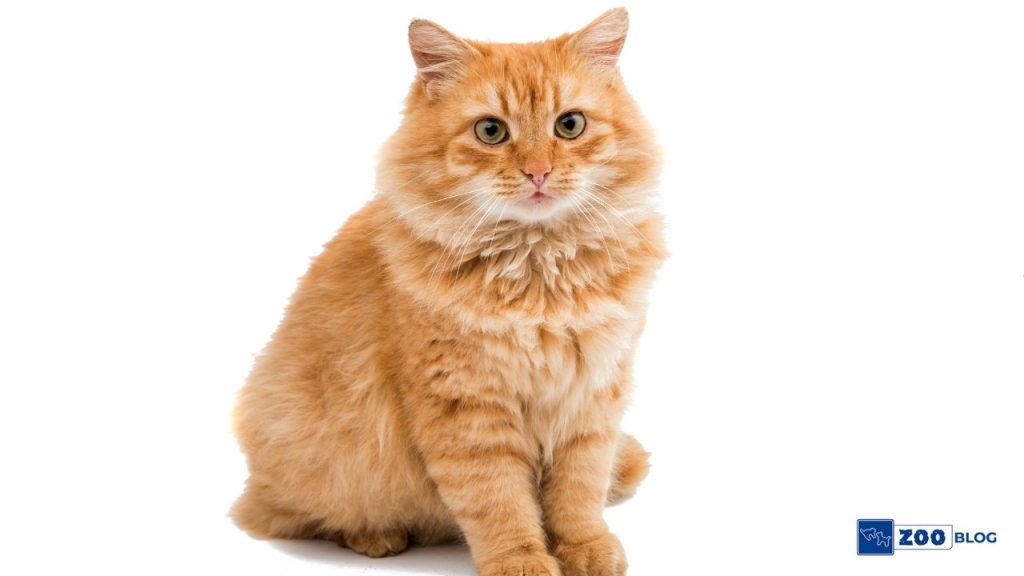 Sarman Kedi Karakteri Sarman Kedi Karakteri