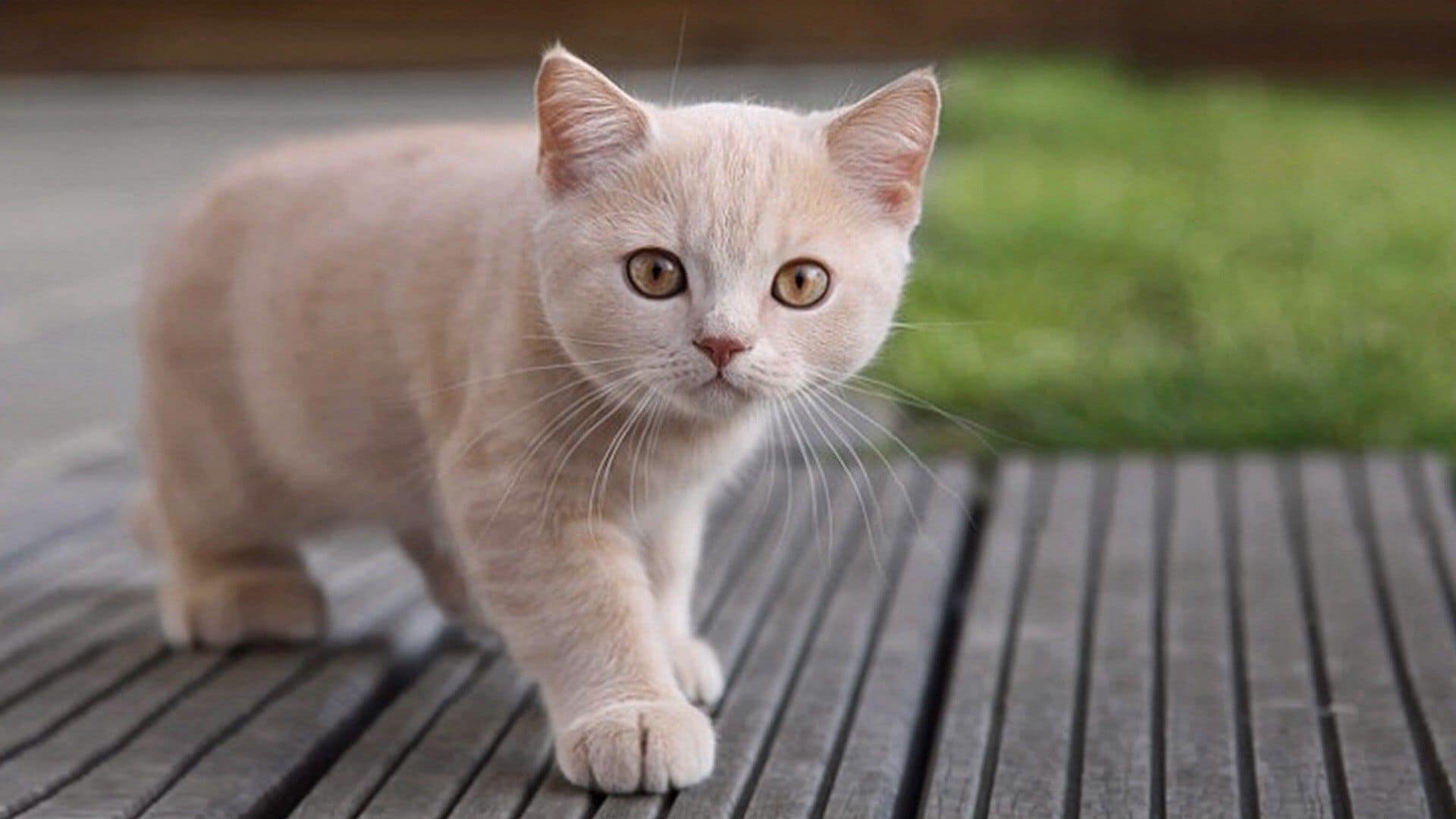 Kediler Neden Miyavlar? Miyavlayan Kedi Nasıl Susturulur? Zoo Blog